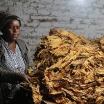 Smile follows sweat — Zimbabwe achieves record tobacco output