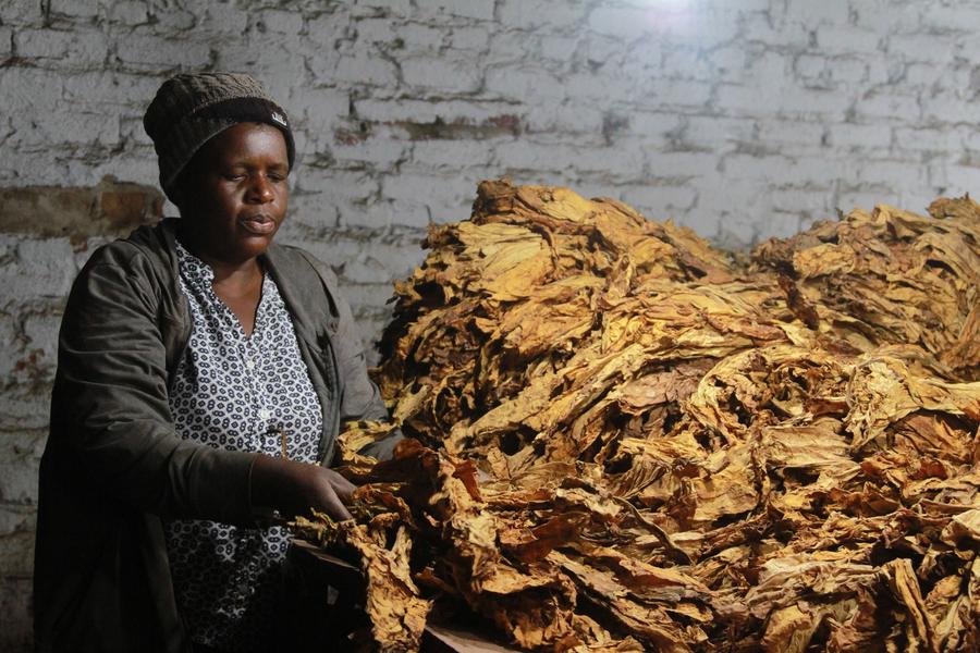 Smile follows sweat — Zimbabwe achieves record tobacco output