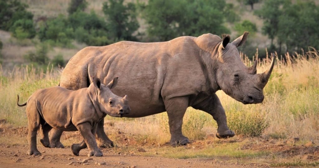 Trois suspects arrêtés pour possession de cornes de rhinocéros pour demander une caution