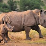 Trois suspects arrêtés pour possession de cornes de rhinocéros pour demander une caution