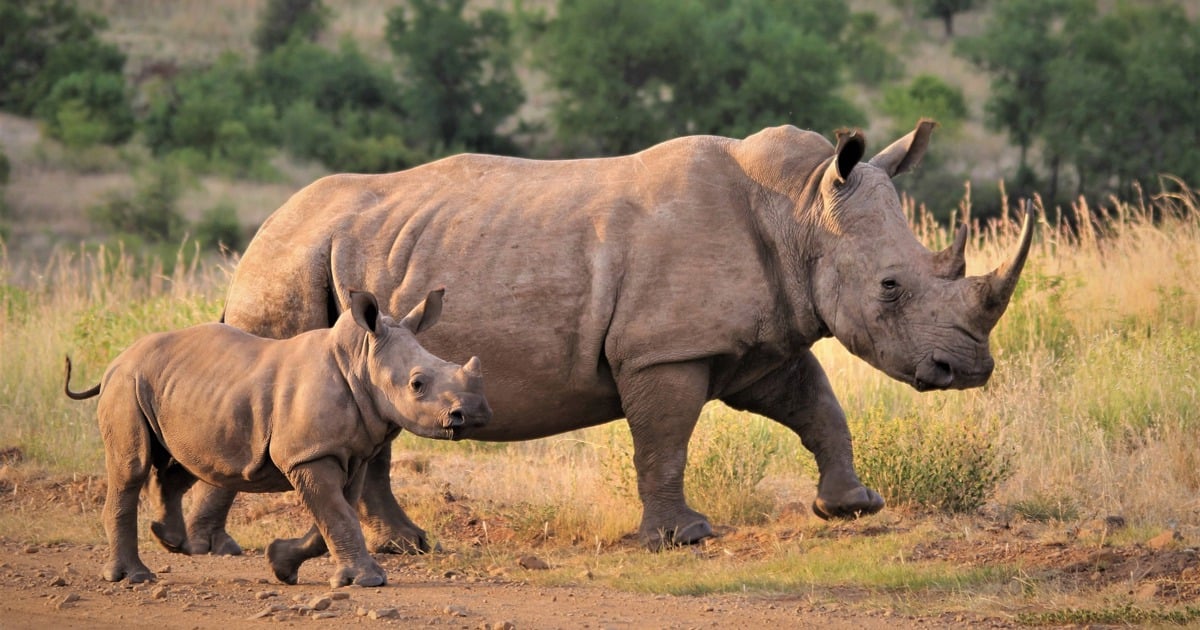 Trois suspects arrêtés pour possession de cornes de rhinocéros pour demander une caution