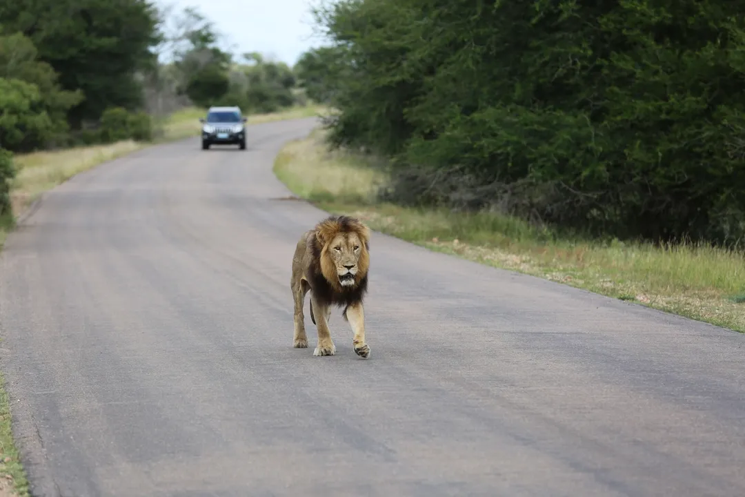 Les communautés autour du parc national de Kruger en Afrique du Sud préfèrent les revenus favorables à la faune par opposition aux revenus de chasse aux trophées qui ne profitent qu'aux opérateurs des sites d'élevage en captivité. / Photo: Protection mondiale des animaux.
