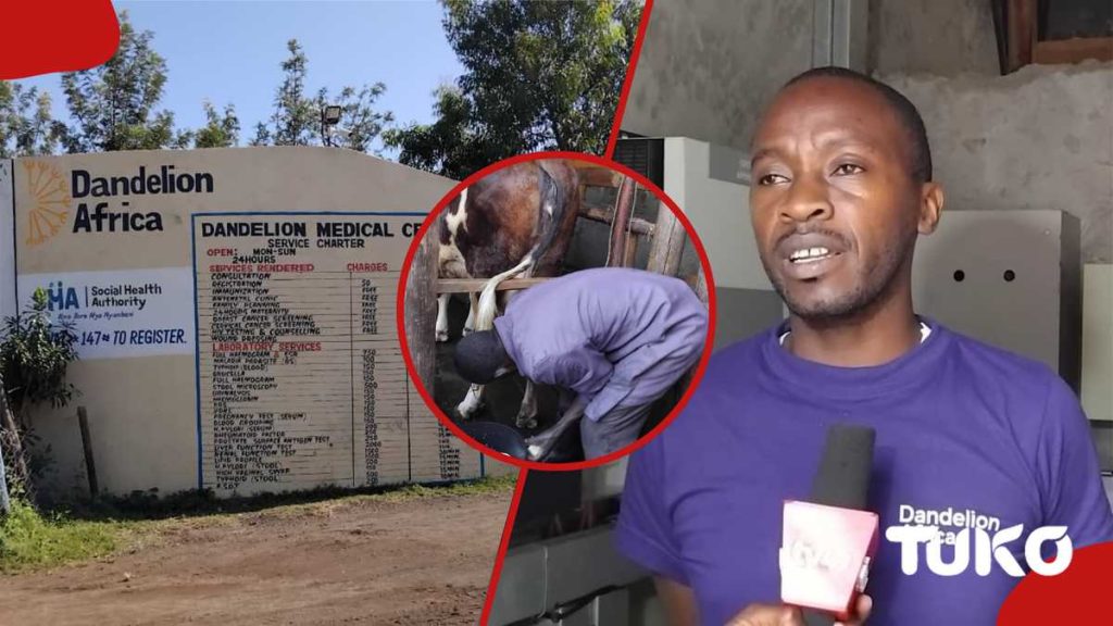 À l'intérieur de la ferme de Nakuru où les vaches sont lavées avec du savon pour augmenter la production de biogaz