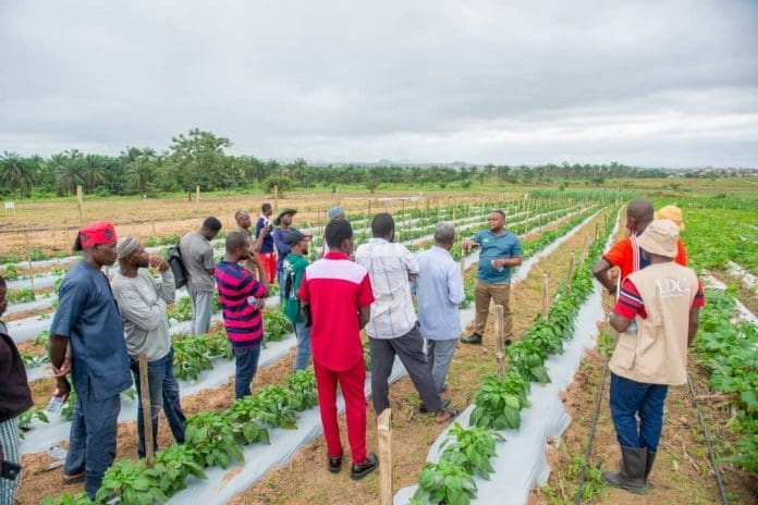 Image WhatsApp à AM