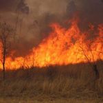 Man arrested for starting veld fire that killed Hurungwe couple