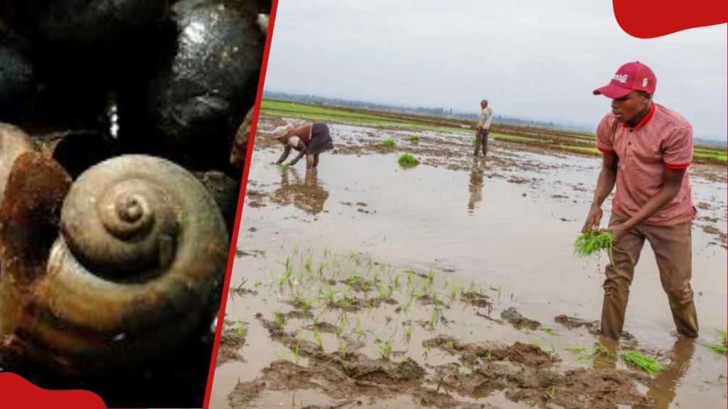 Kirinyaga: les agriculteurs MWEA battent des escargots invasifs détruisant les champs de riz, disons des moyens de subsistance à risque