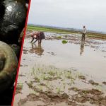 Kirinyaga: les agriculteurs MWEA battent des escargots invasifs détruisant les champs de riz, disons des moyens de subsistance à risque