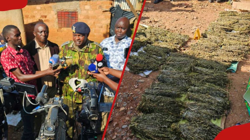 Kisii: Nacada Raid capture l'épouse de la drogue notoire, Bhang Worth 2m Ksh in Dawn Operation
