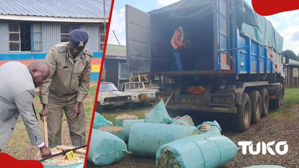 La police d'Eldoret nab 2,86 millions de bhang en route vers Mombasa: «Trouvé dans les sacs»