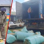 La police d'Eldoret nab 2,86 millions de bhang en route vers Mombasa: «Trouvé dans les sacs»