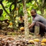 Cacao