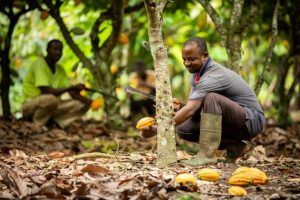 Cacao
