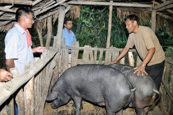 Les chercheurs plaident pour des vaccins spécifiques à la région pour lutter contre la fièvre des porcs africains