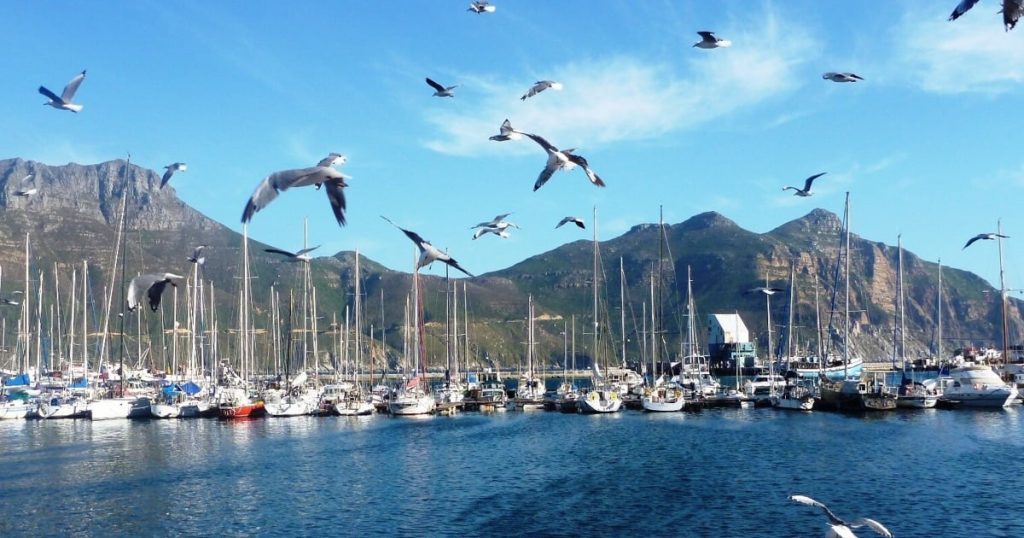 Les écologistes des oiseaux côtiers de SA mettent en garde contre la hausse de la grippe des oiseaux dans WC