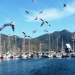 Les écologistes des oiseaux côtiers de SA mettent en garde contre la hausse de la grippe des oiseaux dans WC