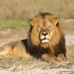 Life after Cecil: How community conservation can combat trophy hunting