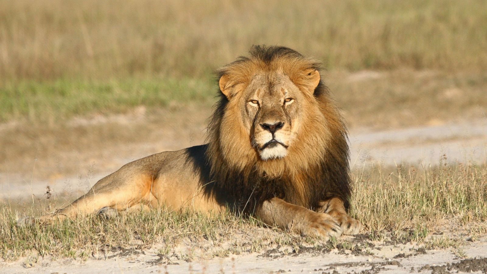 Life after Cecil: How community conservation can combat trophy hunting
