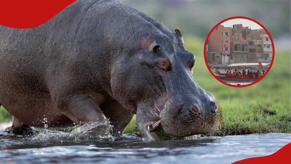 Machakos: le chagrin comme l'homme est tué par Hippo tout en récupérant l'eau de la rivière ATHI
