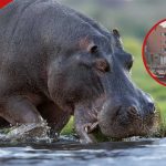 Machakos: le chagrin comme l'homme est tué par Hippo tout en récupérant l'eau de la rivière ATHI