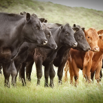 Safari operator up for rustling cattle worth US$472,000