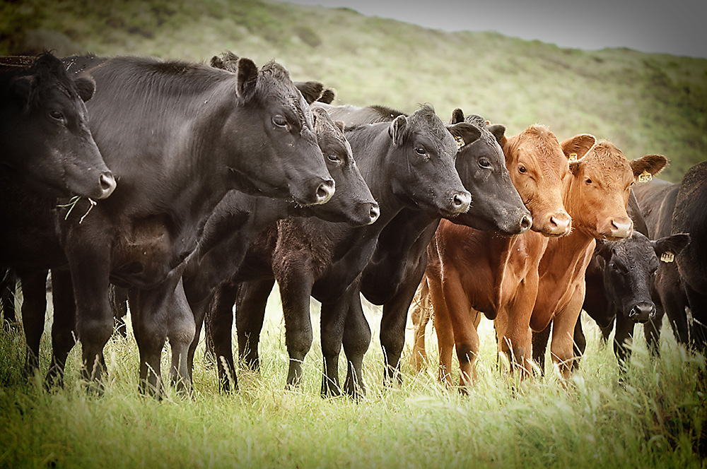 Safari operator up for rustling cattle worth US$472,000