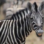 ‘Respect wildlife protection laws’, says court as trio is jailed for poaching a Zebra 
