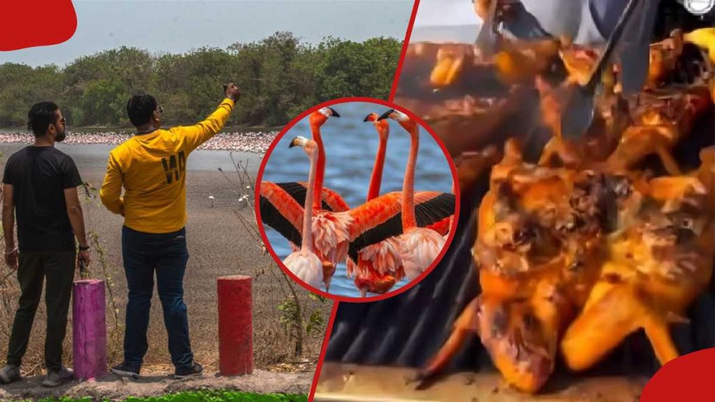 Bomet: Un suspect d'arrêt de la police a trouvé la vente de viande de flamanto aux clients de l'hôtel