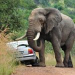 Human-wildlife conflict: Zimbabwe lacks policy on compensation, says minister