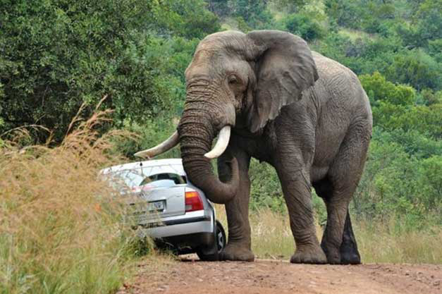 Human-wildlife conflict: Zimbabwe lacks policy on compensation, says minister