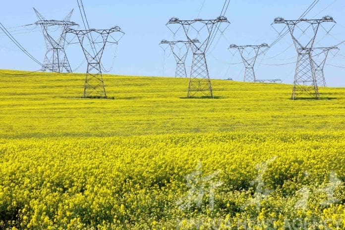 Les plantes canola s'épanouissent dans un champ sous les pylônes électriques, alors que le service public sud-africain Eskom éprouve des pannes de courant fréquentes, près du Cap, Afrique du Sud, 8 septembre 2022. Reuters / ESA Alexander