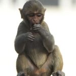 Gold panner jailed 20 years for brutal murder over a monkey