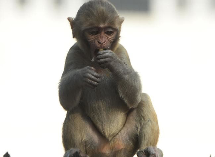Gold panner jailed 20 years for brutal murder over a monkey