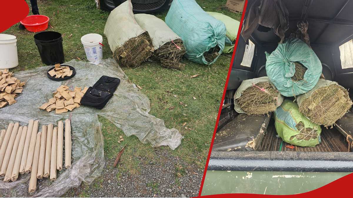 Homa Bay: Nacada saisit Bhang Worth 5 Msh dans les auberges d'étudiants universitaires