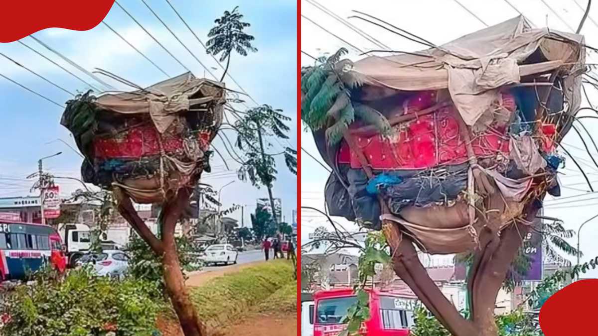 Inquiétude en tant que Nairobi Man construit une cabane arbre de fortune par le bord de la route: "Huyu Tumsaidie Aje"