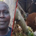 Kirinyaga: Le chagrin comme 2 frères et sœurs sont écrasés à mort après que l'arbre de 60 ans tombe chez eux