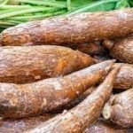 Cassava amélioré