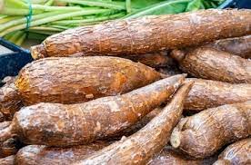 Cassava amélioré
