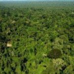 forêt