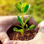 L'expert climatique met en garde contre les risques associés à la plantation d'arbres non autochtones
