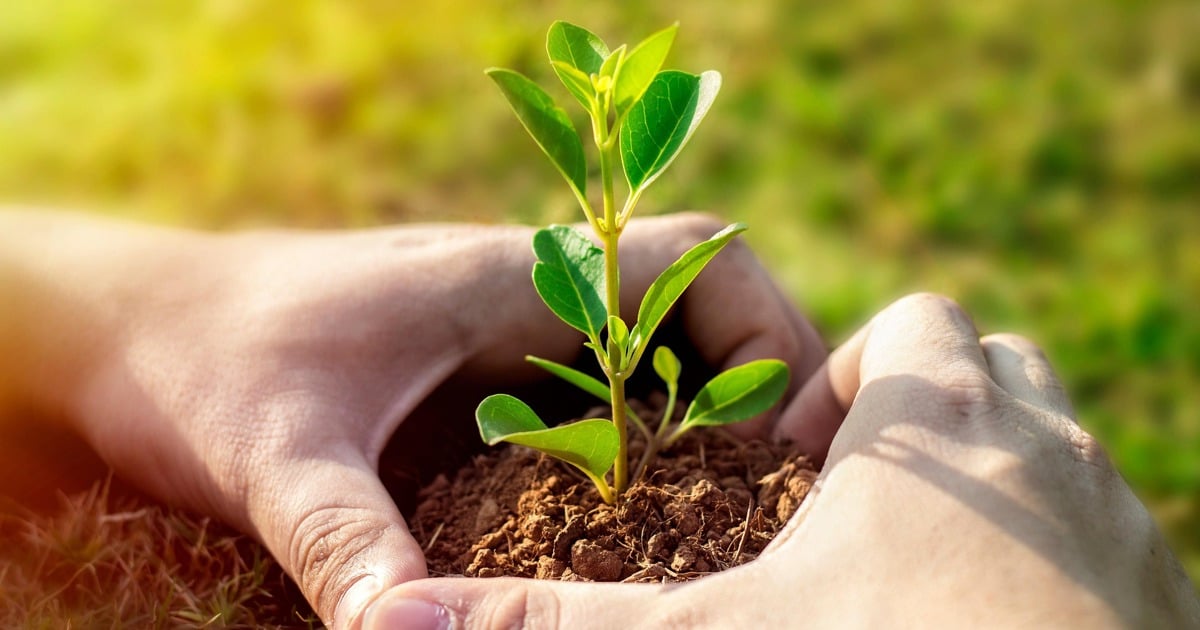L'expert climatique met en garde contre les risques associés à la plantation d'arbres non autochtones