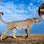 Garissa : une femme domestique un guépard et le garde comme animal de compagnie pendant 2 ans, réagit KWS