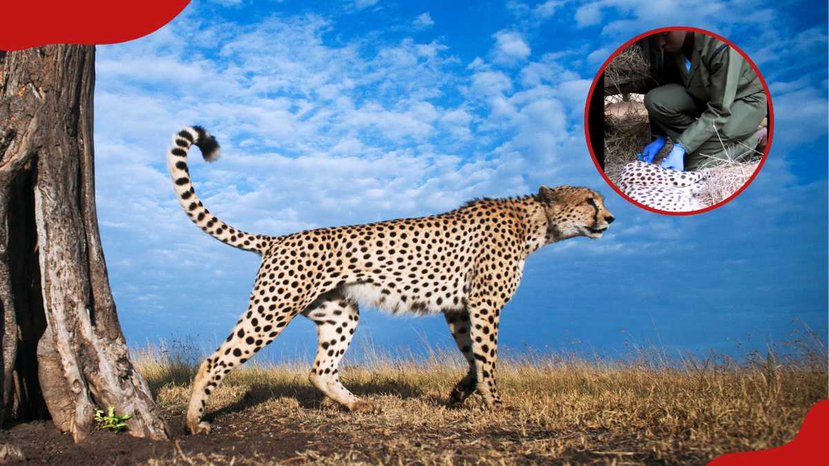 Garissa : une femme domestique un guépard et le garde comme animal de compagnie pendant 2 ans, réagit KWS