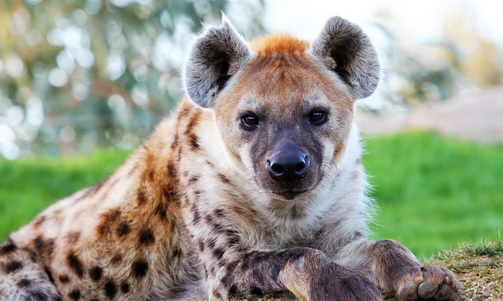 Hyena interrupts boma dinner in Zimbabwe: the viral moment everyone’s talking about