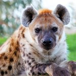 Hyena interrupts boma dinner in Zimbabwe: the viral moment everyone’s talking about
