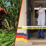 Kakamega : tragédie alors qu'un homme frappe son père à mort après une dispute à propos de Napier Grass