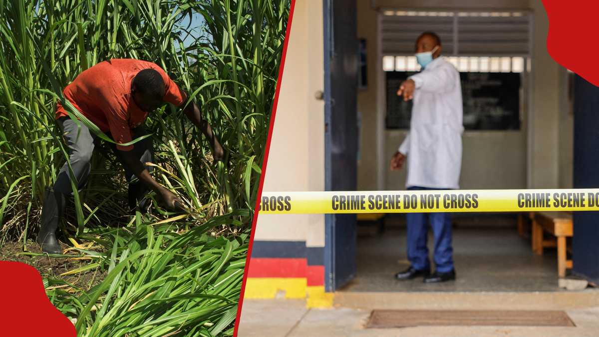 Kakamega : tragédie alors qu'un homme frappe son père à mort après une dispute à propos de Napier Grass