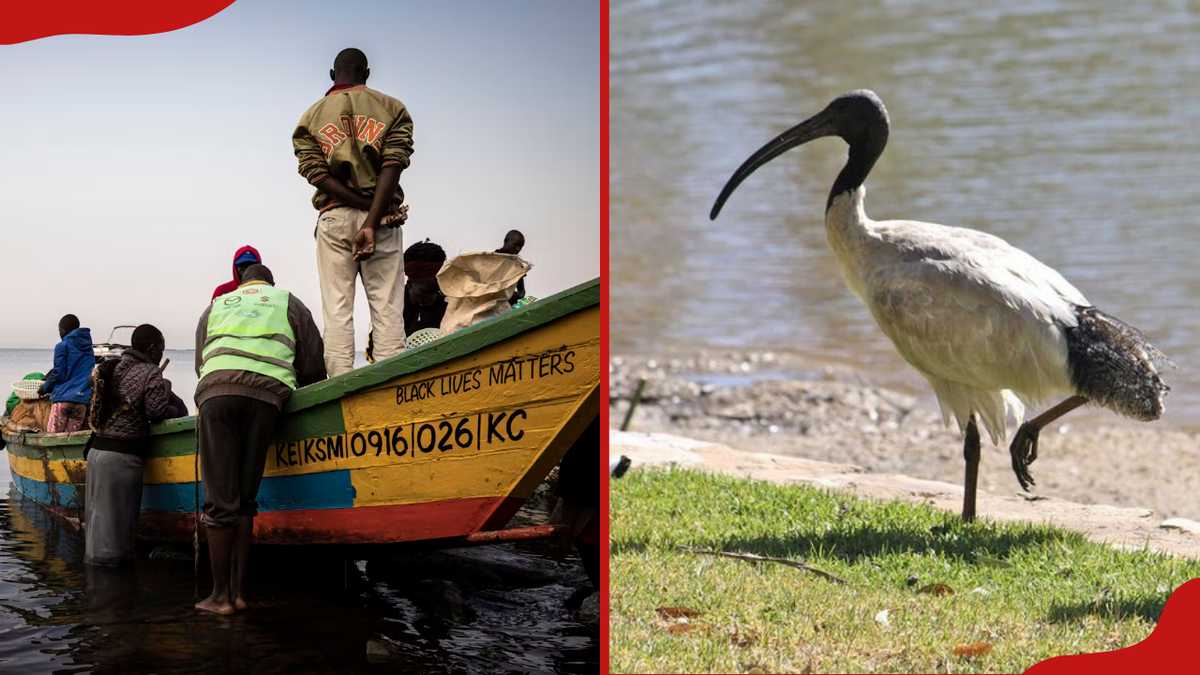 Kisumu : les résidents de Seme se tournent vers l'oiseau ibis blanc comme alternative au poulet dans un contexte de hausse du coût de la vie
