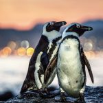 L'UICN classe le manchot africain comme étant en danger critique d'extinction