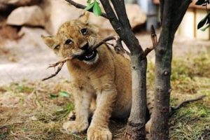 Un lionceau d'Afrique s'ébat au Qingdao Forest Wildlife World, à Qingdao, dans la province du Shandong (est de la Chine), le 26 septembre 2015. Sept tigreaux de Mandchourie et quatre lionceaux d'Afrique, tous âgés de trois mois, ont récemment rencontré la presse. (Xinhua/Yu Fangping) (lfj)