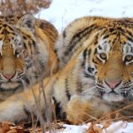 Tigres